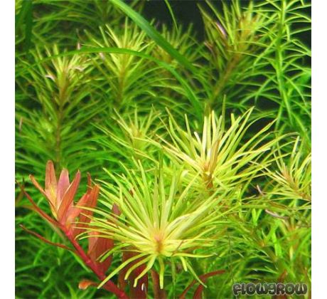 Rotala Nanjenshan /in Vitro Aqua art/