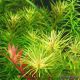 Rotala Nanjenshan /in Vitro Aqua art/