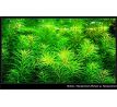 Rotala Nanjenshan /in Vitro Aqua art/