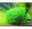 Lomariopsis lineata moss