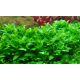 Staurogyne repens /in Vitro Tropica/