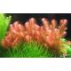 Rotala wallichii /in Vitro Tropica/
