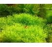 Riccia fluitans