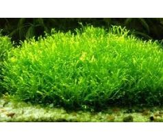 Riccia fluitans