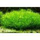 Riccia fluitans